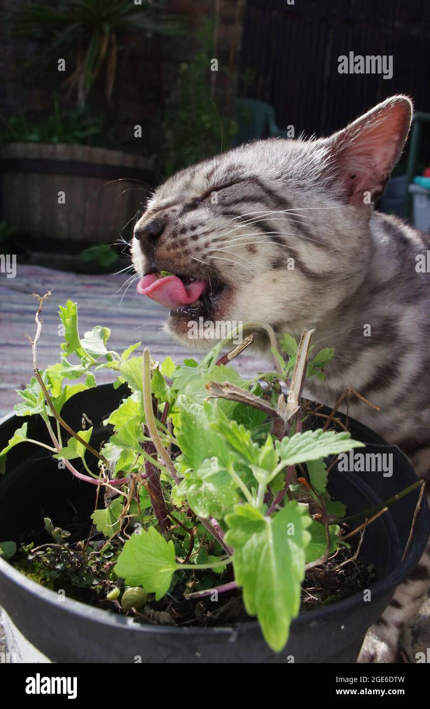 Gato de Bengala comiendo el catnip Foto de stock