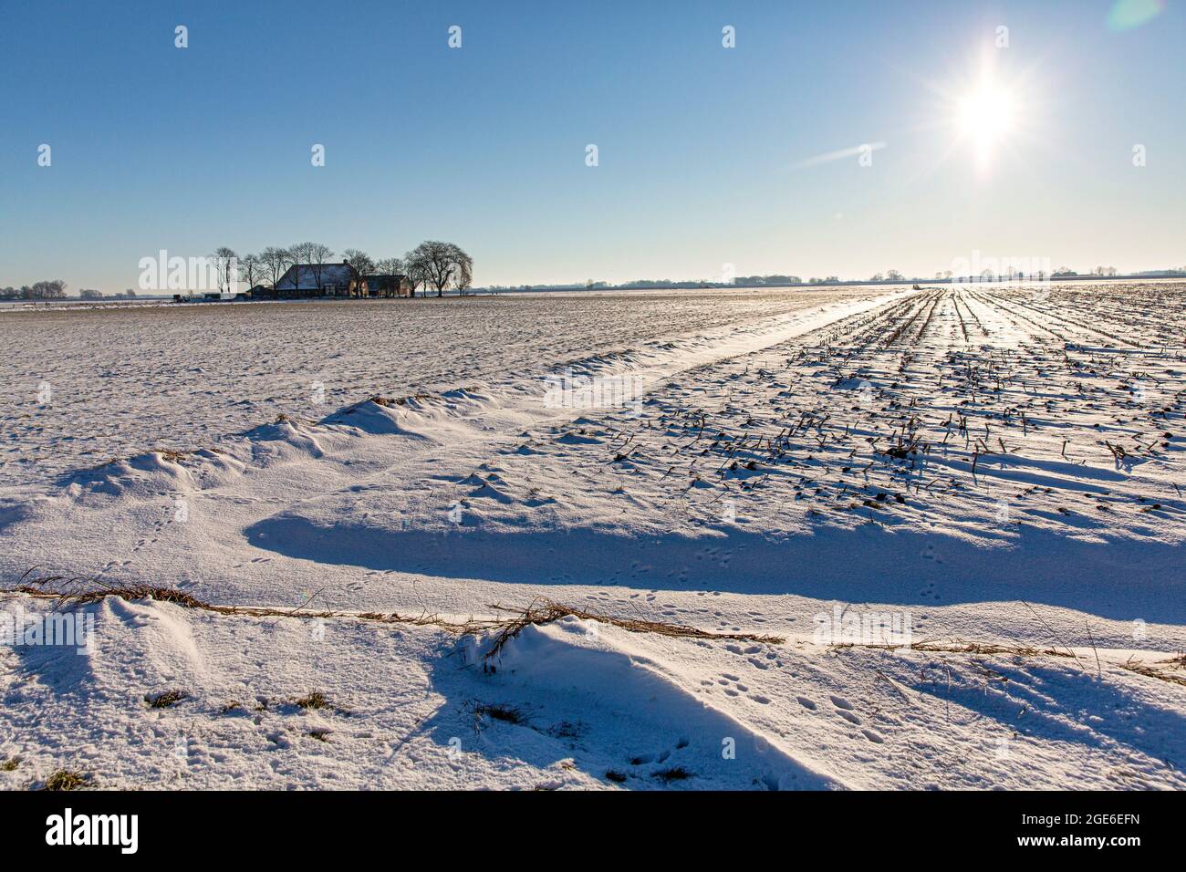 Países Bajos, Genemuiden. Granja en el delta de IJssel, llamada Kampereiland. Invierno, nieve. Foto de stock