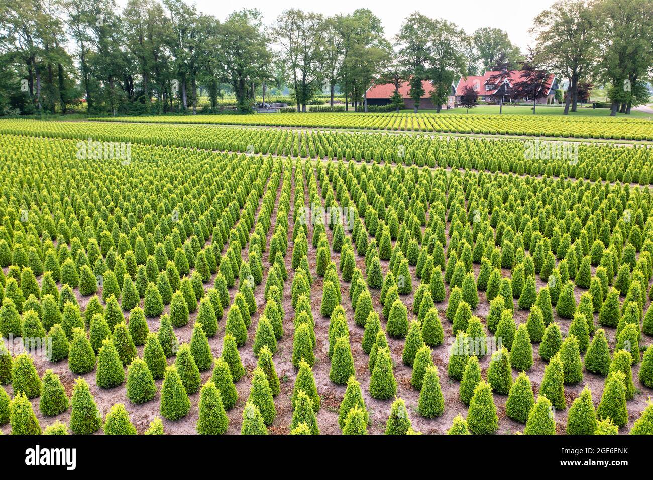 Los Países Bajos, Saasveld. Planta y vivero de árboles. Foto de stock