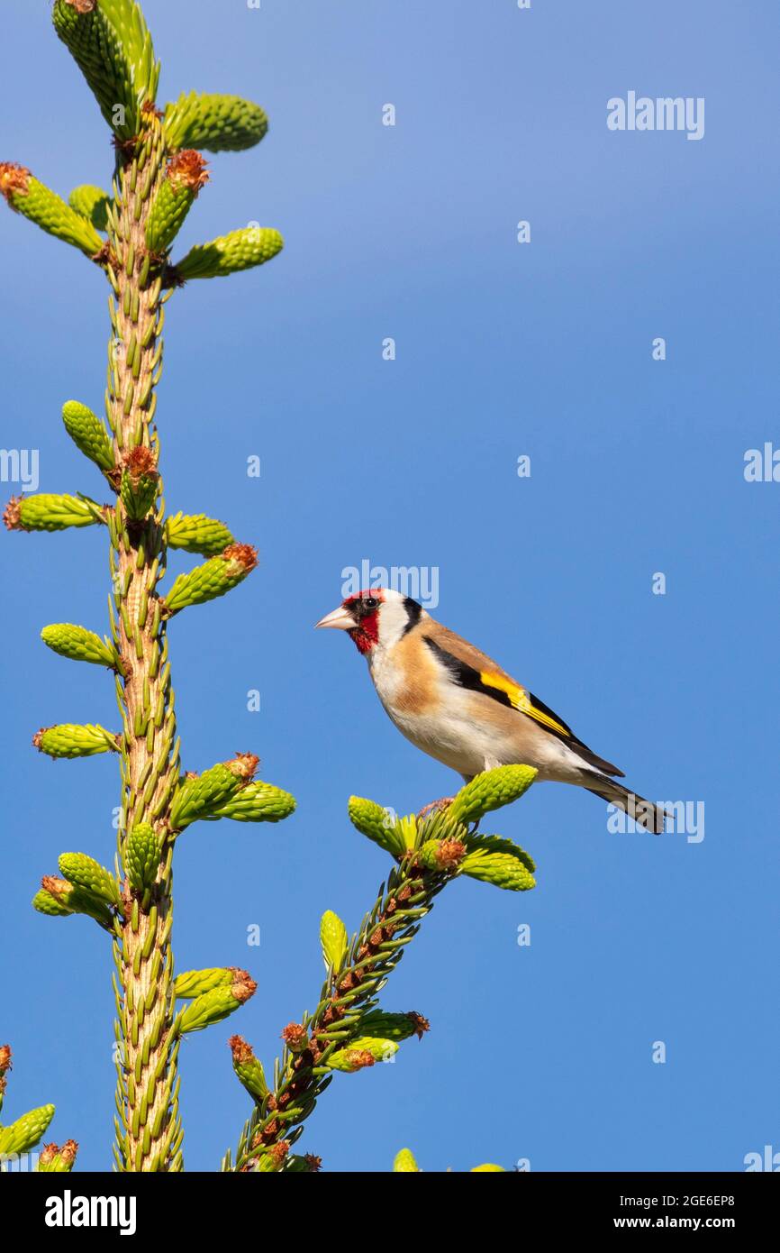 Holanda, Delden. Goldfinch (Carduelis carduelis). Foto de stock