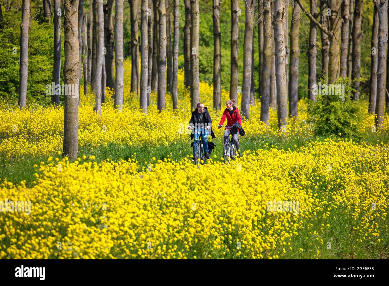 Holanda, Houten, ciclistas, pareja. Semillas de colza con flores. Foto de stock