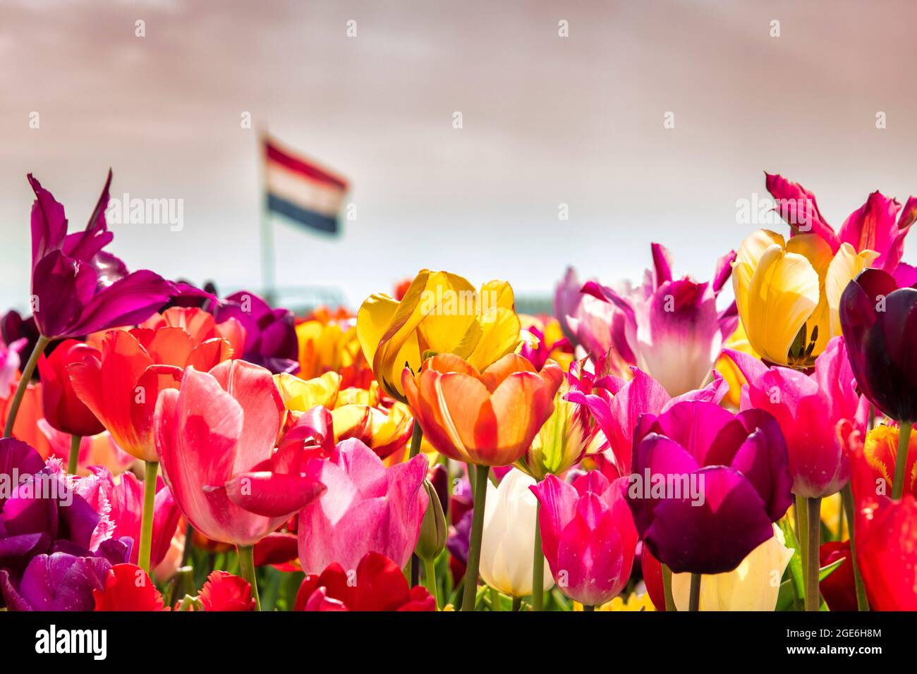 Países Bajos, Noordwijkerhout, Tulipanes, campos de tulipanes. Bandera holandesa. Foto de stock