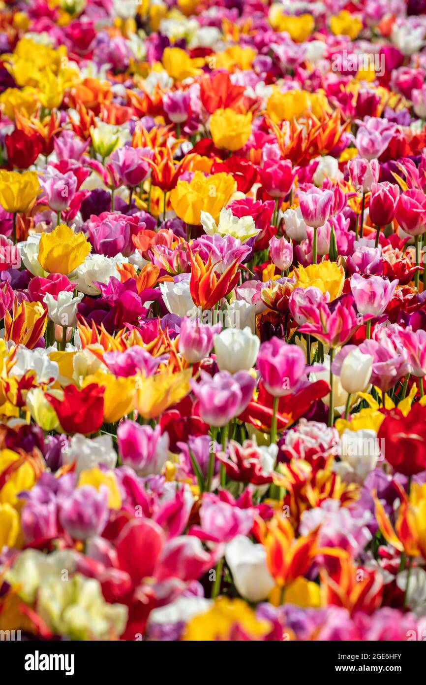 Países Bajos, Noordwijkerhout, Tulipanes, campos de tulipanes. Foto de stock