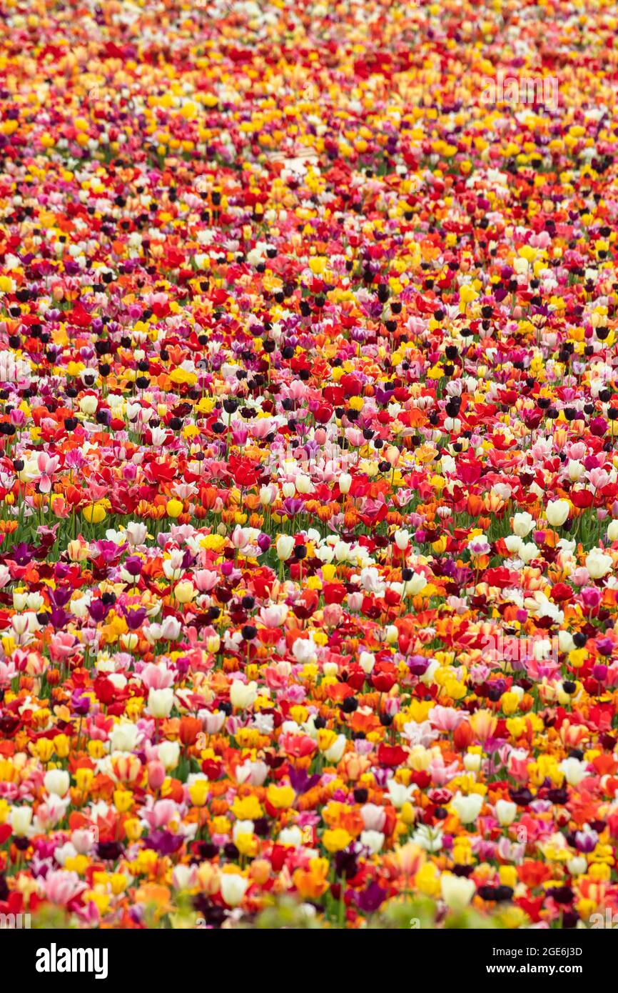 Países Bajos, Noordwijkerhout, Tulipanes, campos de tulipanes. Foto de stock