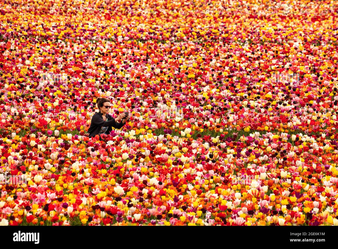 Países Bajos, Noordwijkerhout, Tulipanes, campos de tulipanes. Modelo lanzado. Foto de stock