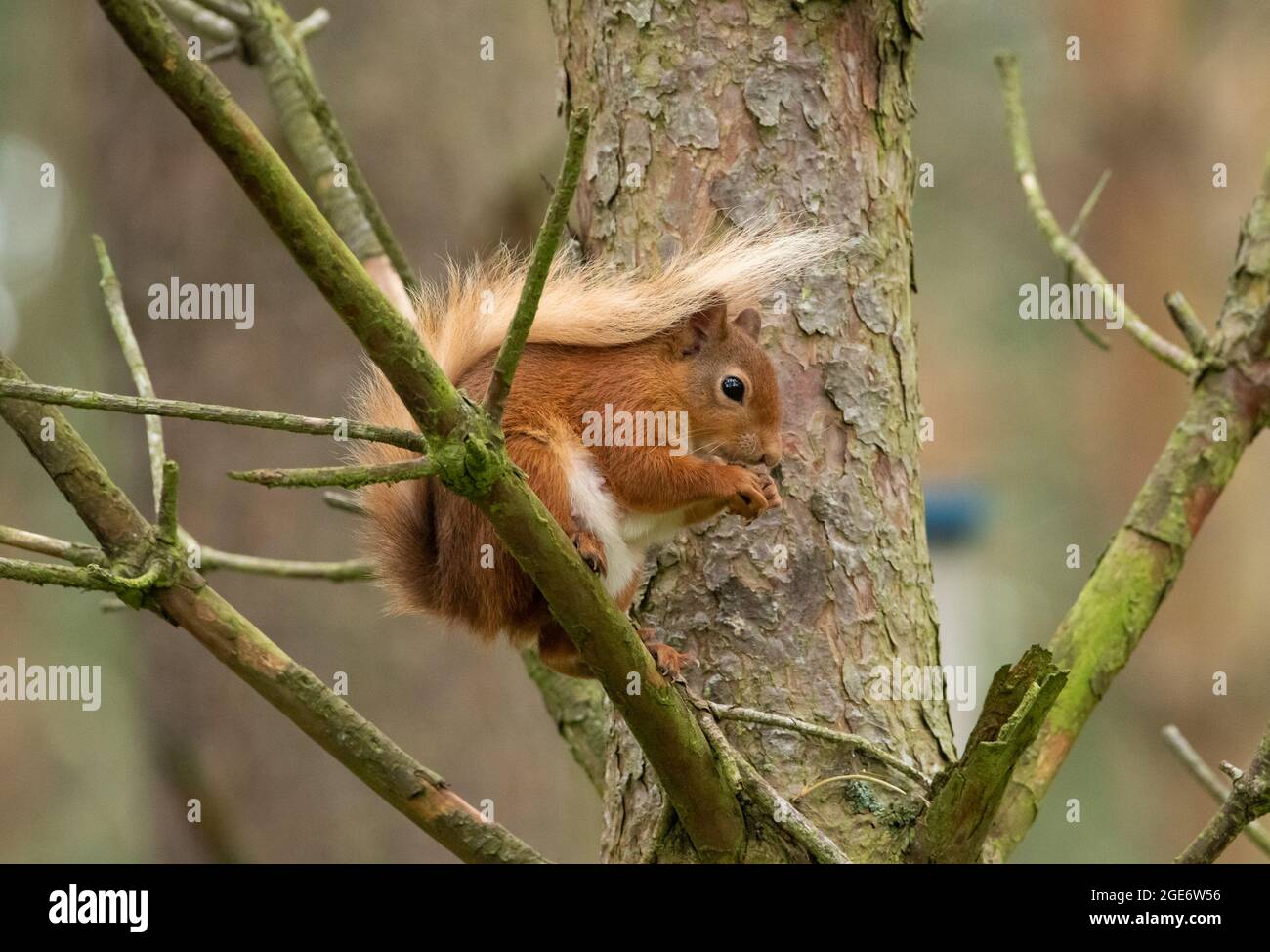 Animal nacional de escocia fotografías e imágenes de alta resolución - Alamy