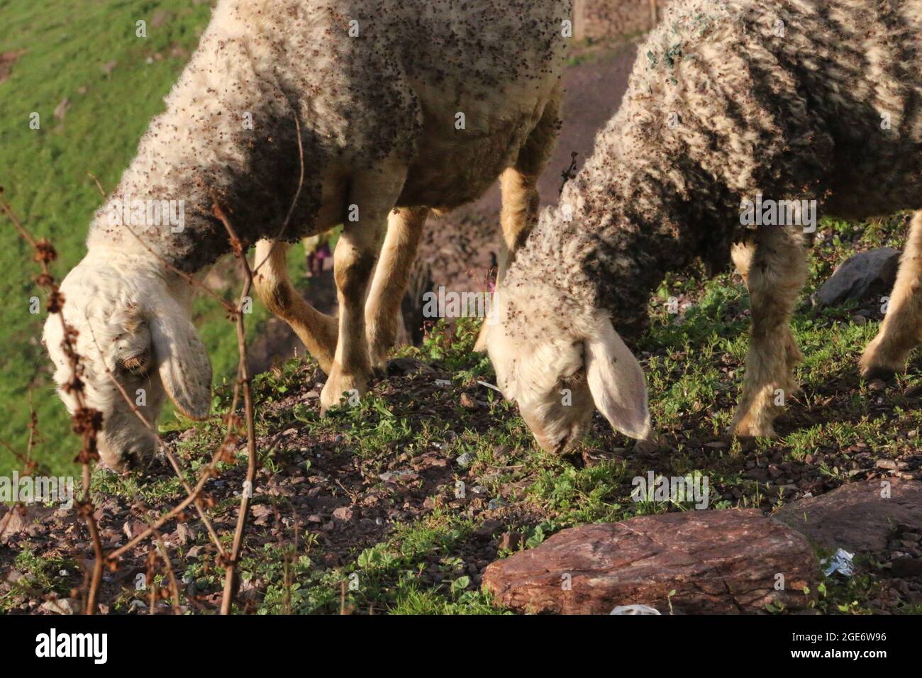 Dos cordero comiendo hierba en clima frío Foto de stock