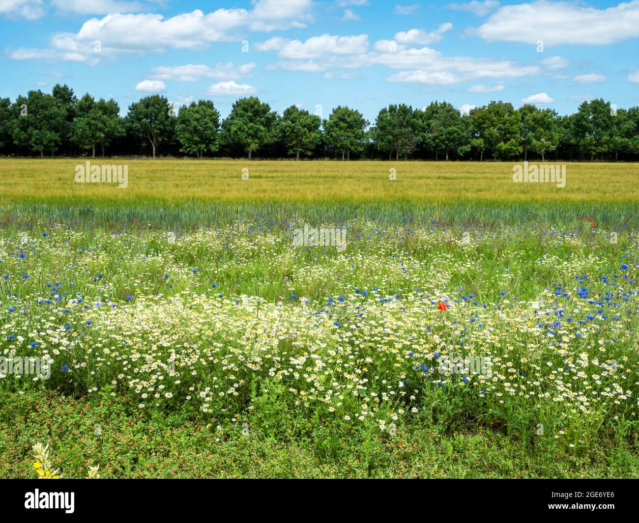 Vista sobre un campo con flores silvestres a una hilera de árboles verdes Foto de stock