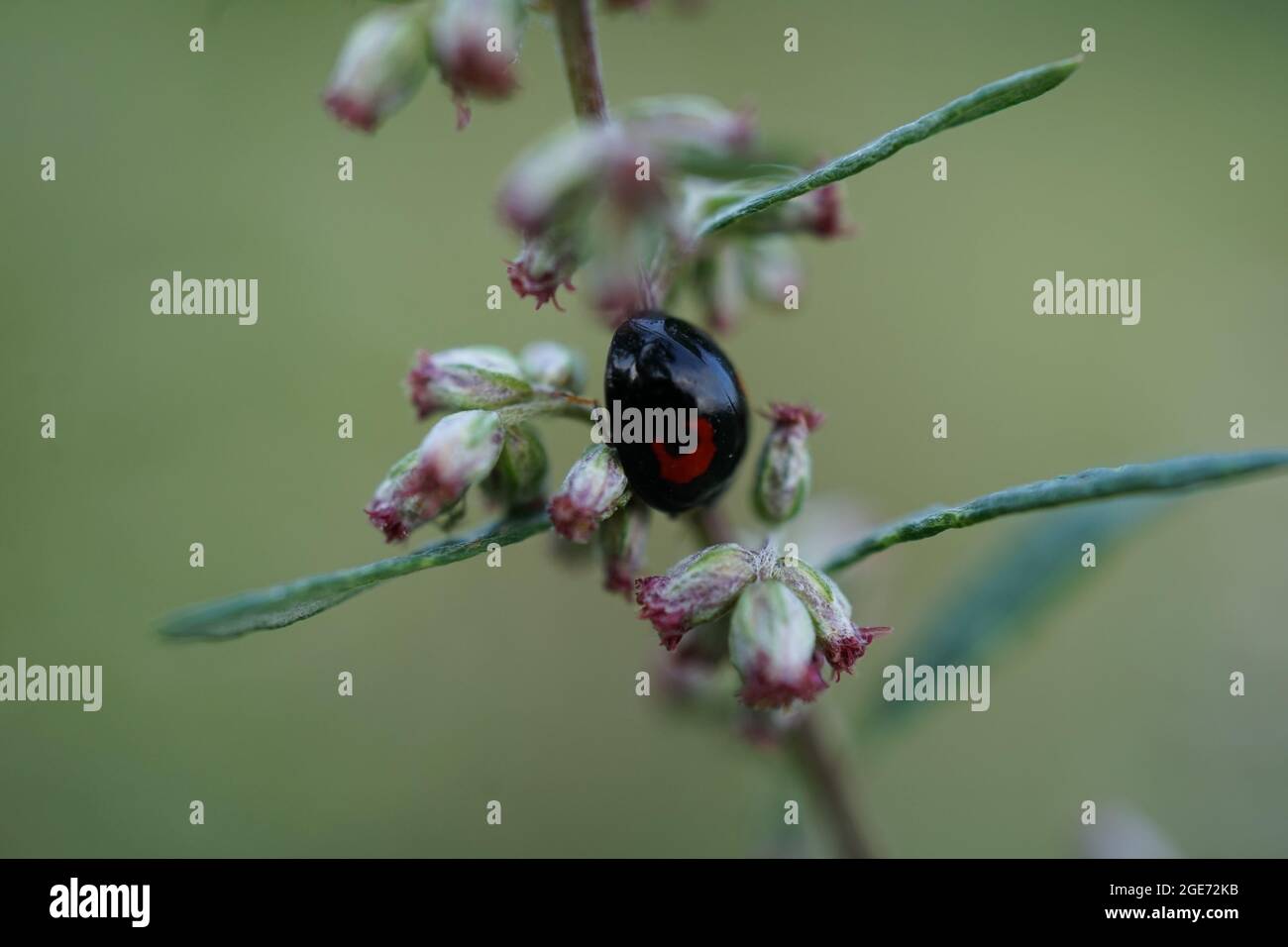 Primer plano del Riñón-spot Ladybird Chilocorus renipustulatus en la rama de Artemisia Foto de stock
