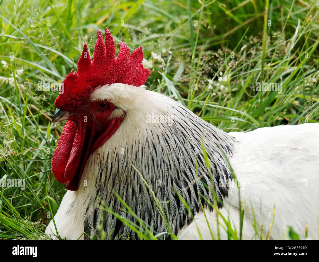 Galleta Sussex ligera o gallo en una carrera de pollo de hierba. Sussex claro es un doble propósito (huevo y carne) pollo que data de la época romana. Foto de stock