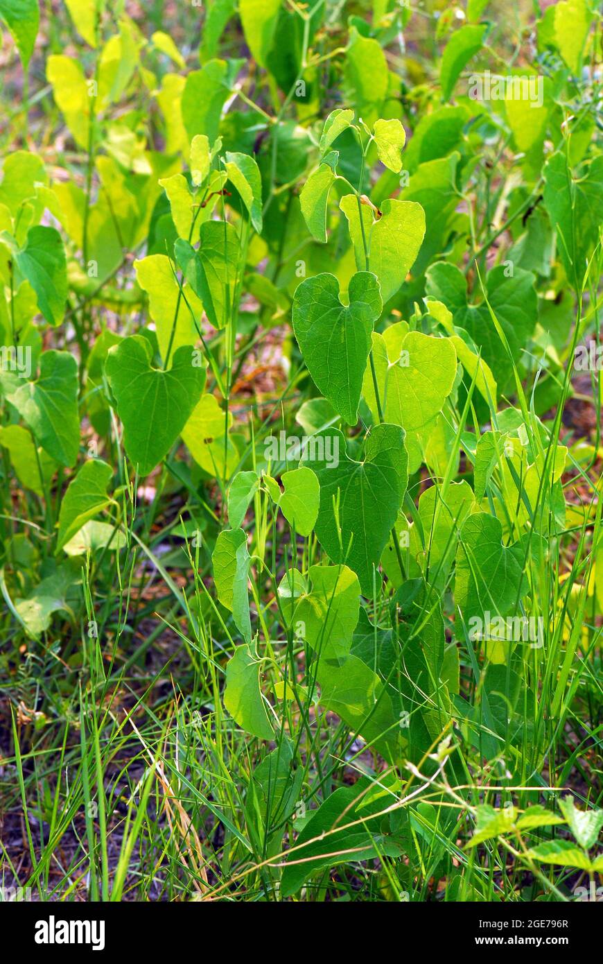 Hierba de nacimiento, Gewöhnliche Osterluzei, Aristolochia clematitis, közönséges farkasalma, Hungría, Magyarország, Europa Foto de stock