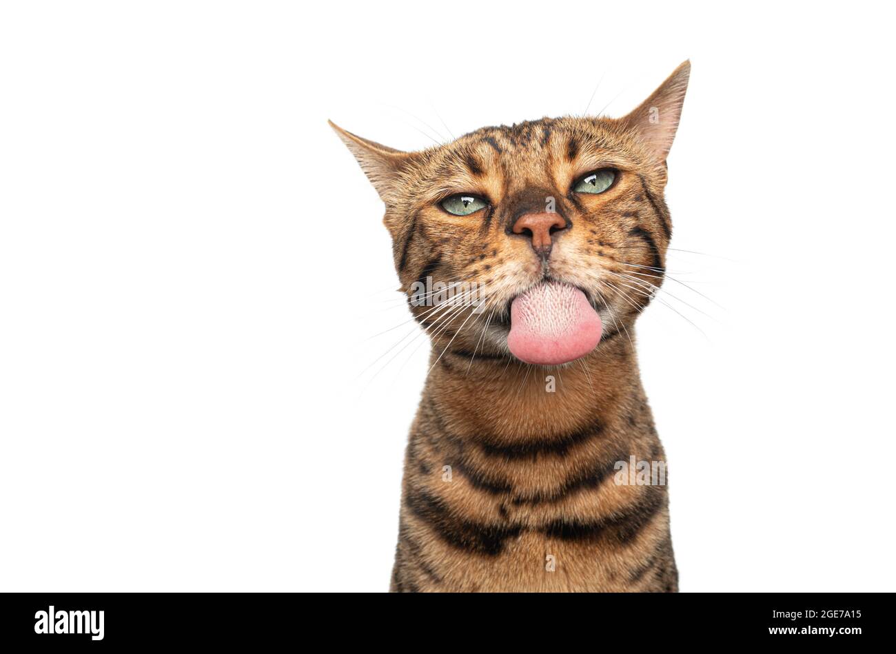 marrón moteado gato bengal con ojos verdes haciendo cara graciosa que  sobresale lengua mirando tonto aislado sobre fondo blanco Fotografía de  stock - Alamy