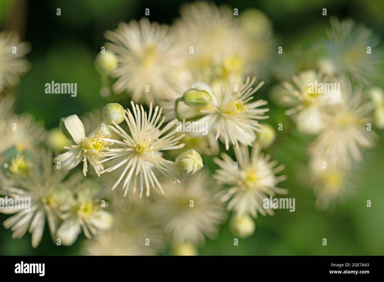 Flores clematis comunes, Clematis vitalba Foto de stock