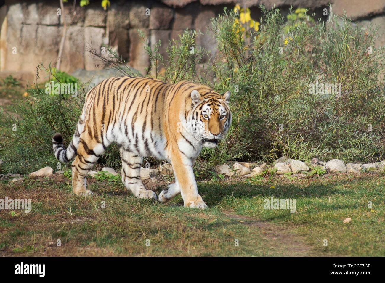 El tigre siberiano salvaje está caminando en un prado de otoño y mirando la cámara. Panthera tigris tigris. Animales en la vida silvestre. Foto de stock