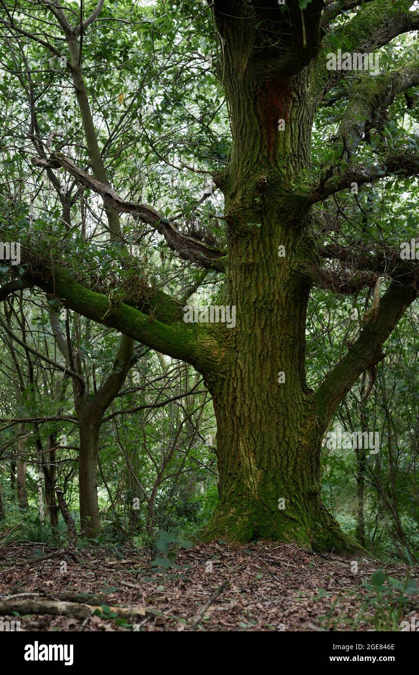 Gran árbol antiguo en un bosque inglés con hojas en el suelo Fotografía