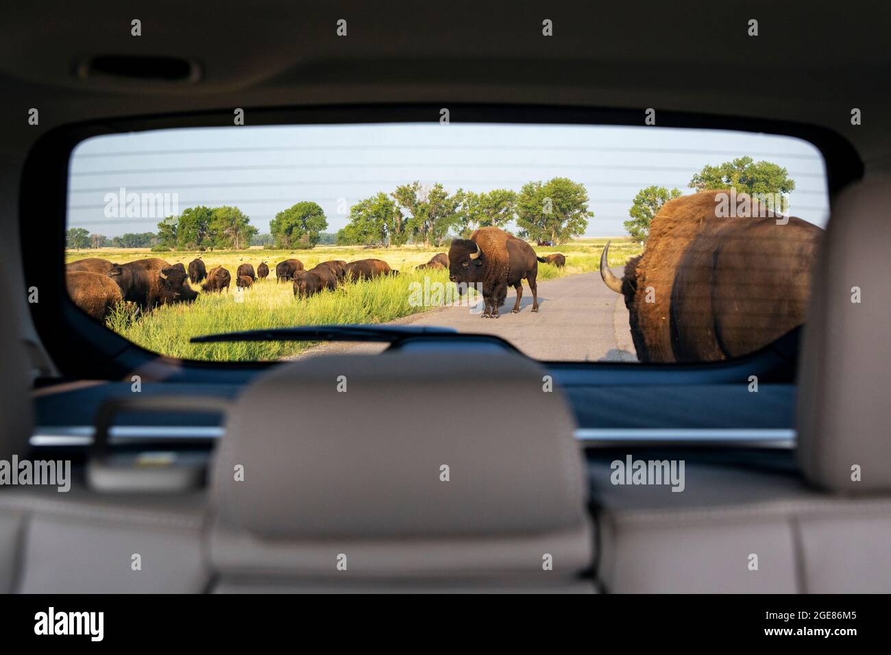 Vista a través de la ventana de un auto de una manada de American Bison (Bison bison) cruce de carretera - Rocky Mountain Arsenal National Wildlife Refuge, Commerce City, cerca Foto de stock