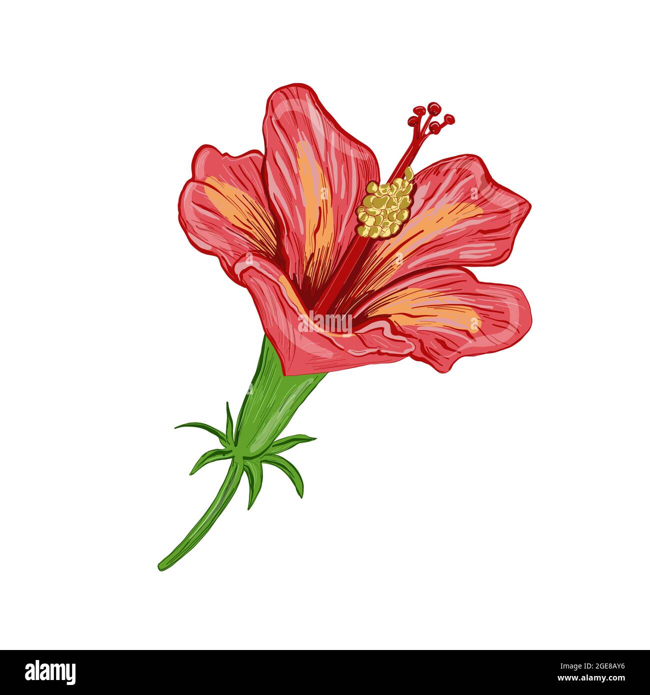 Ilustración Dibujo digital planta hibiscus en forma de flor y hojas sobre  un fondo blanco aislado. Ilustración de alta calidad Fotografía de stock -  Alamy