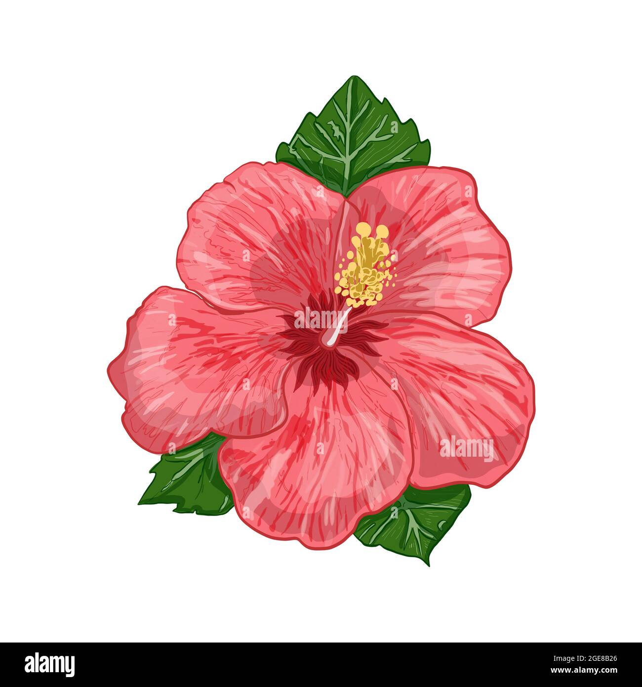 Ilustración Dibujo digital planta hibiscus en forma de flor y hojas sobre  un fondo blanco aislado. Ilustración de alta calidad Fotografía de stock -  Alamy