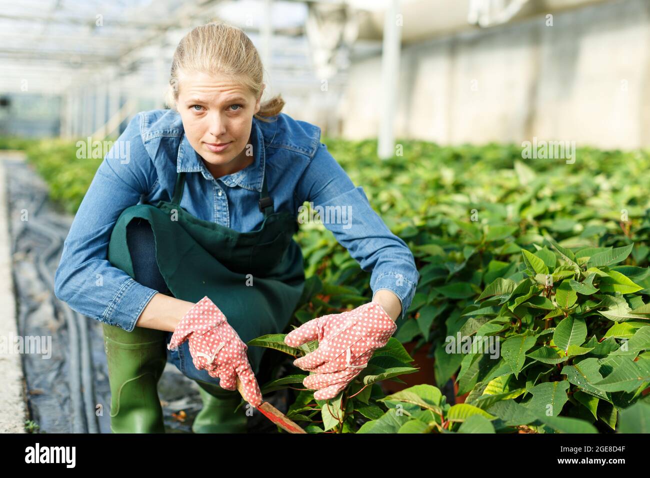 Mujer que trabaja con plantas de semillero pulcherrima de poinsettia en potes de invernadero Foto de stock