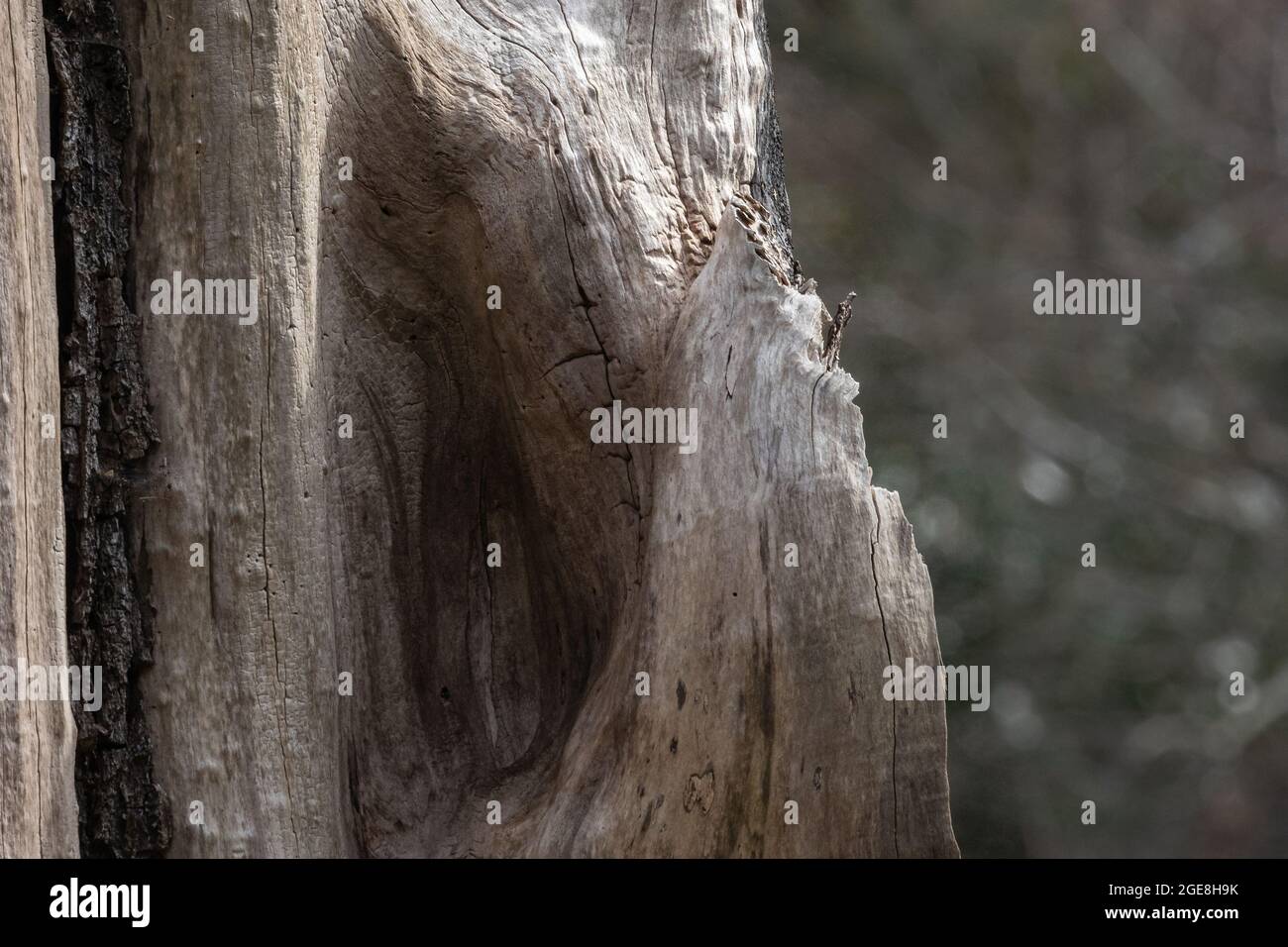 gran tronco de árbol de pie en medio de un parque Foto de stock