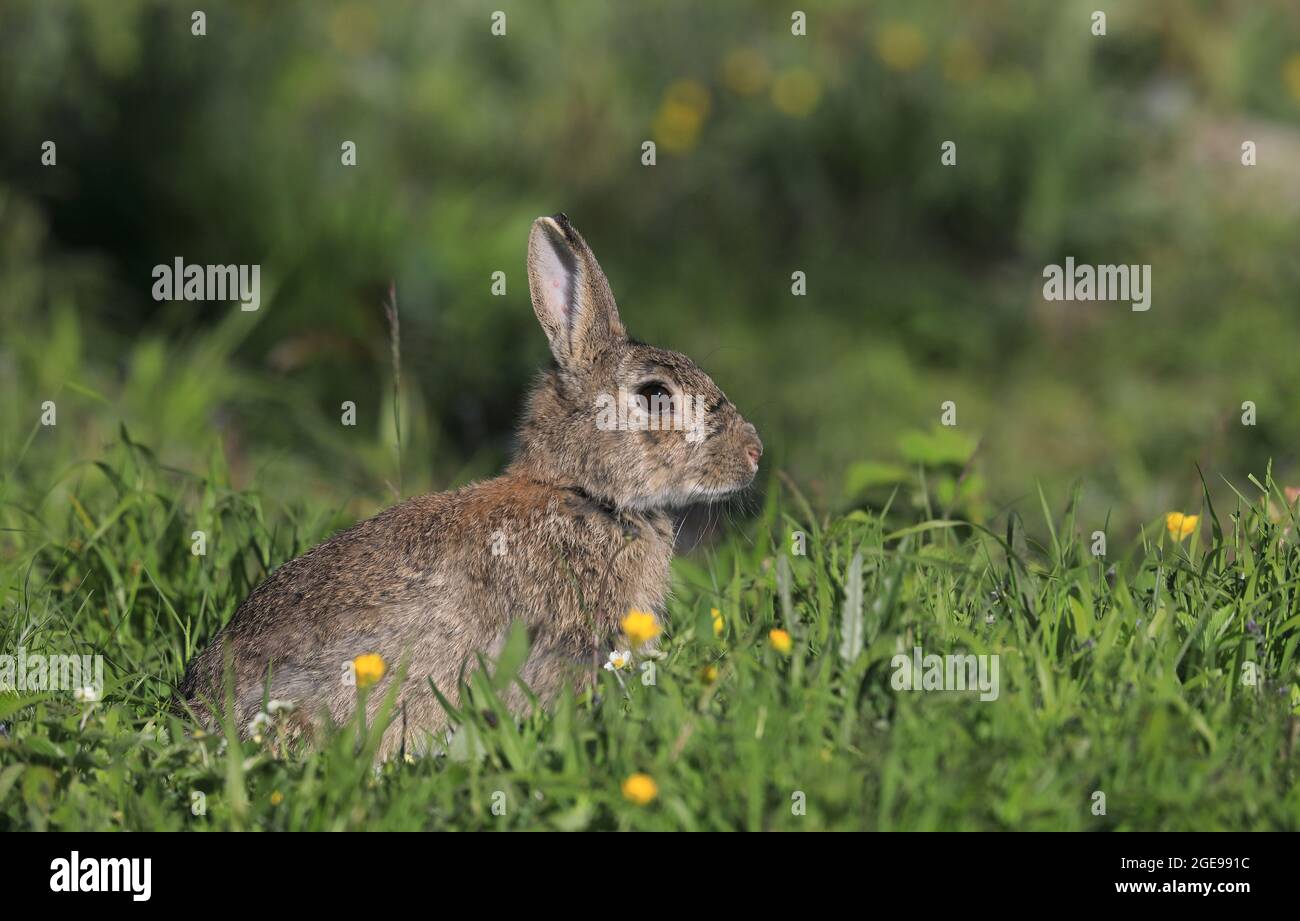 Wild Rabbit sentado en hierba, temporada de primavera Foto de stock