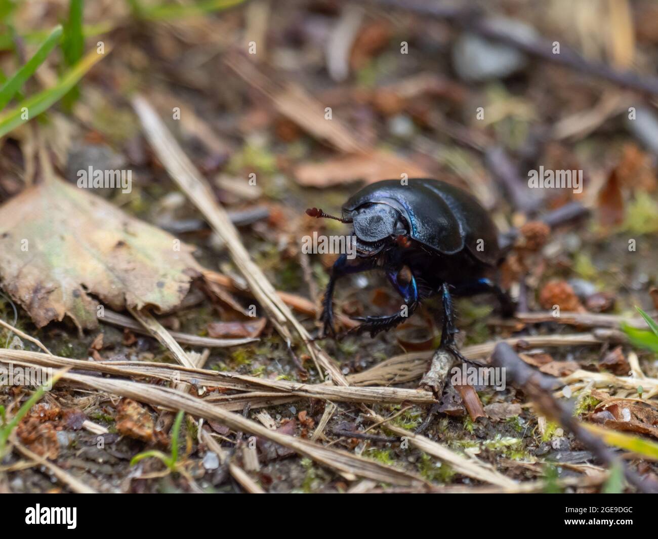 Anoplotrpes stercorosus Dor Beetle. Foto de stock