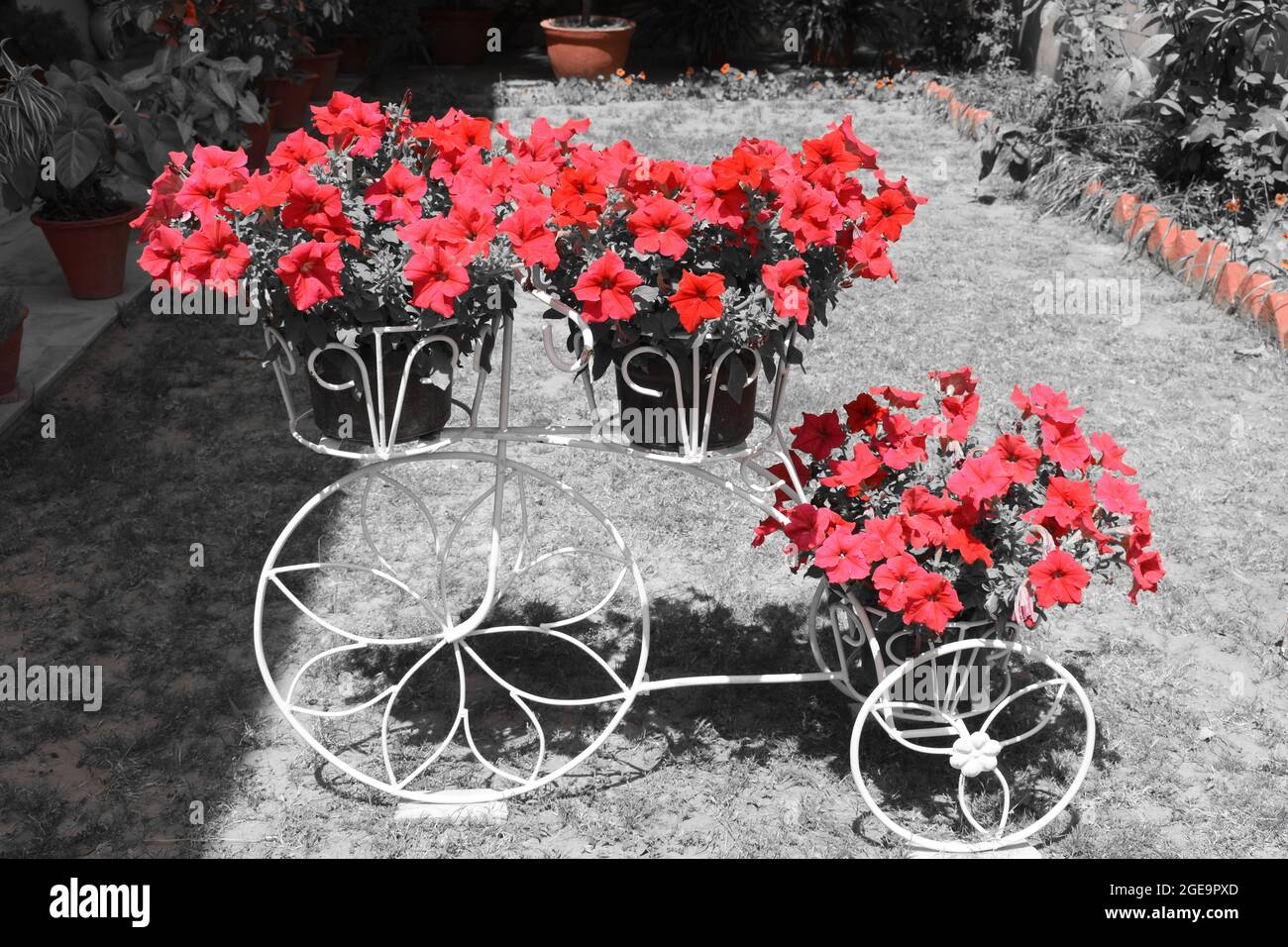 Macetas de flores en un soporte de triciclo de hierro forjado blanco  Fotografía de stock - Alamy