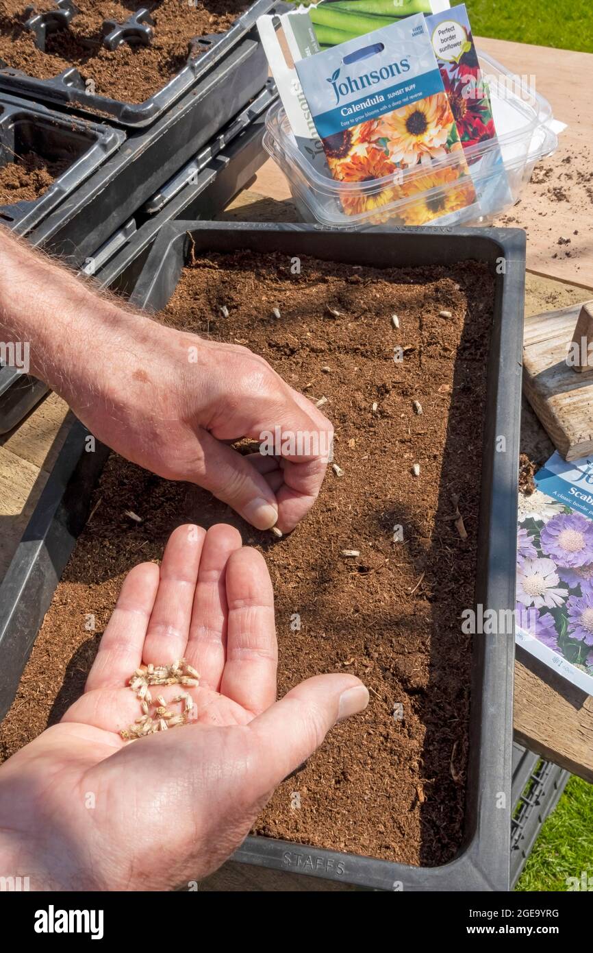 Cierre el hombre sembrando semillas sabotosas en una bandeja de semillas en primavera. Foto de stock