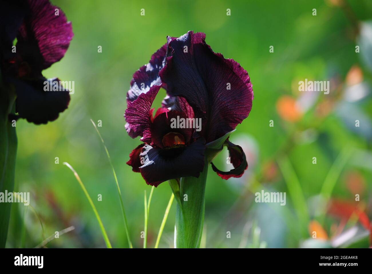 Flora. Iris negro. Flores en flor. Hermosas flores Fotografía de stock - Alamy Flora. Iris negro. Flores en flor. Hermosas flores Fotografía de stock - Alamy