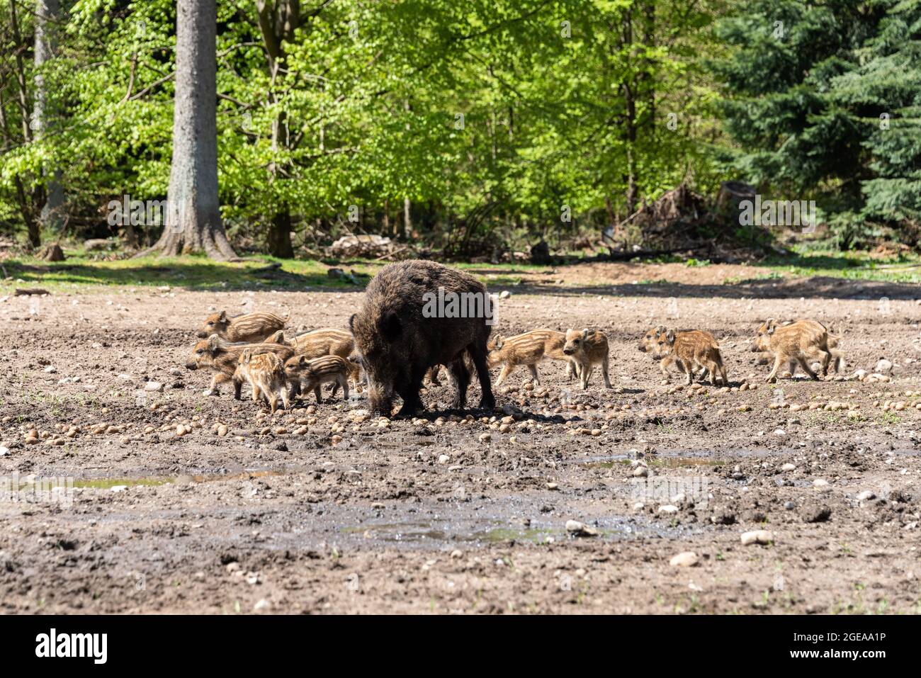 Der Erlebnis Wald Trappenkamp bietet auf mehr als 100 Hektar Wildgehege und Erlebnispfade ein einmaliges Naturerlebnis, hier eine Rotte Wildschweine Foto de stock