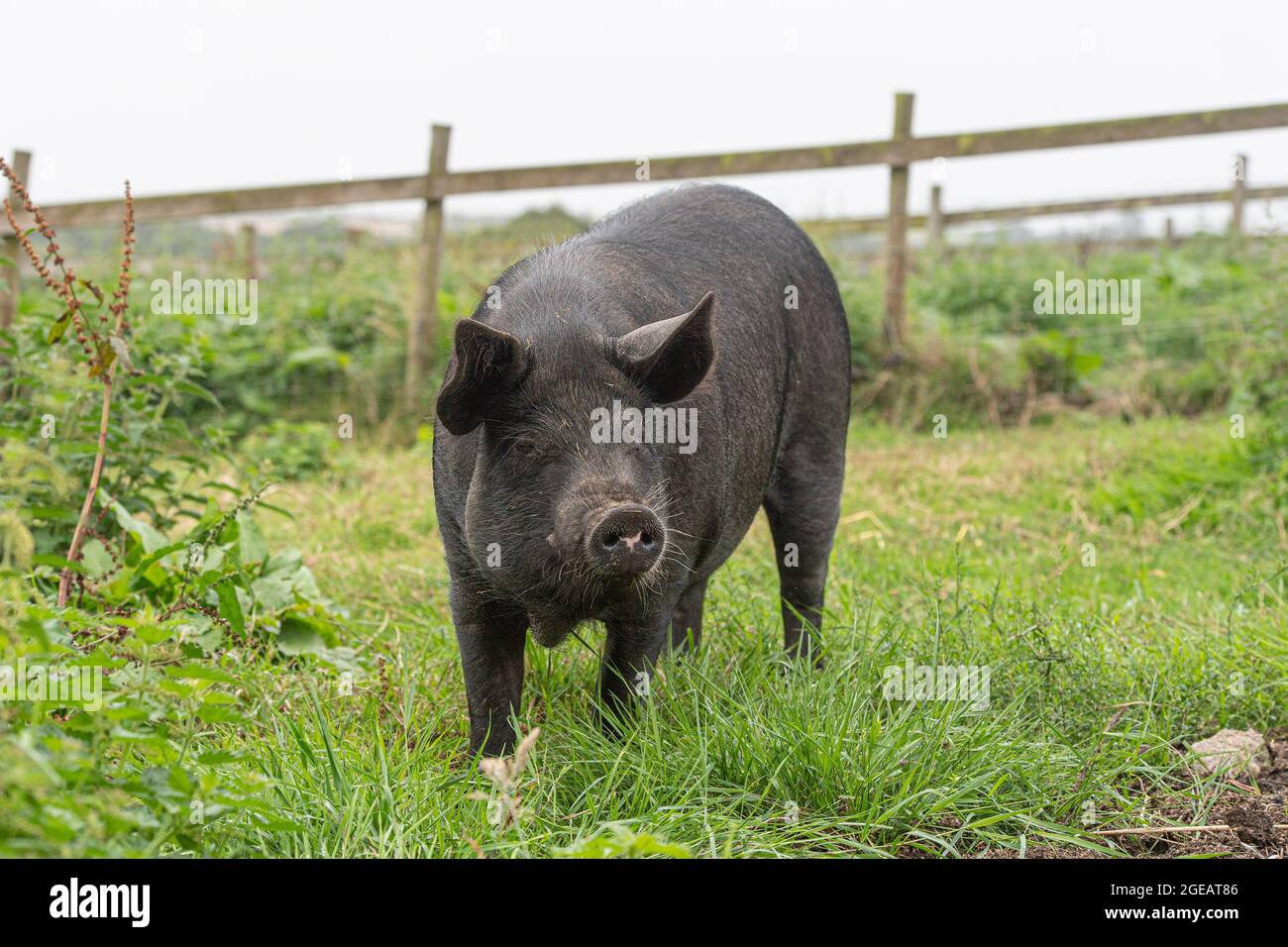 Negro Berkshire cerdo Foto de stock