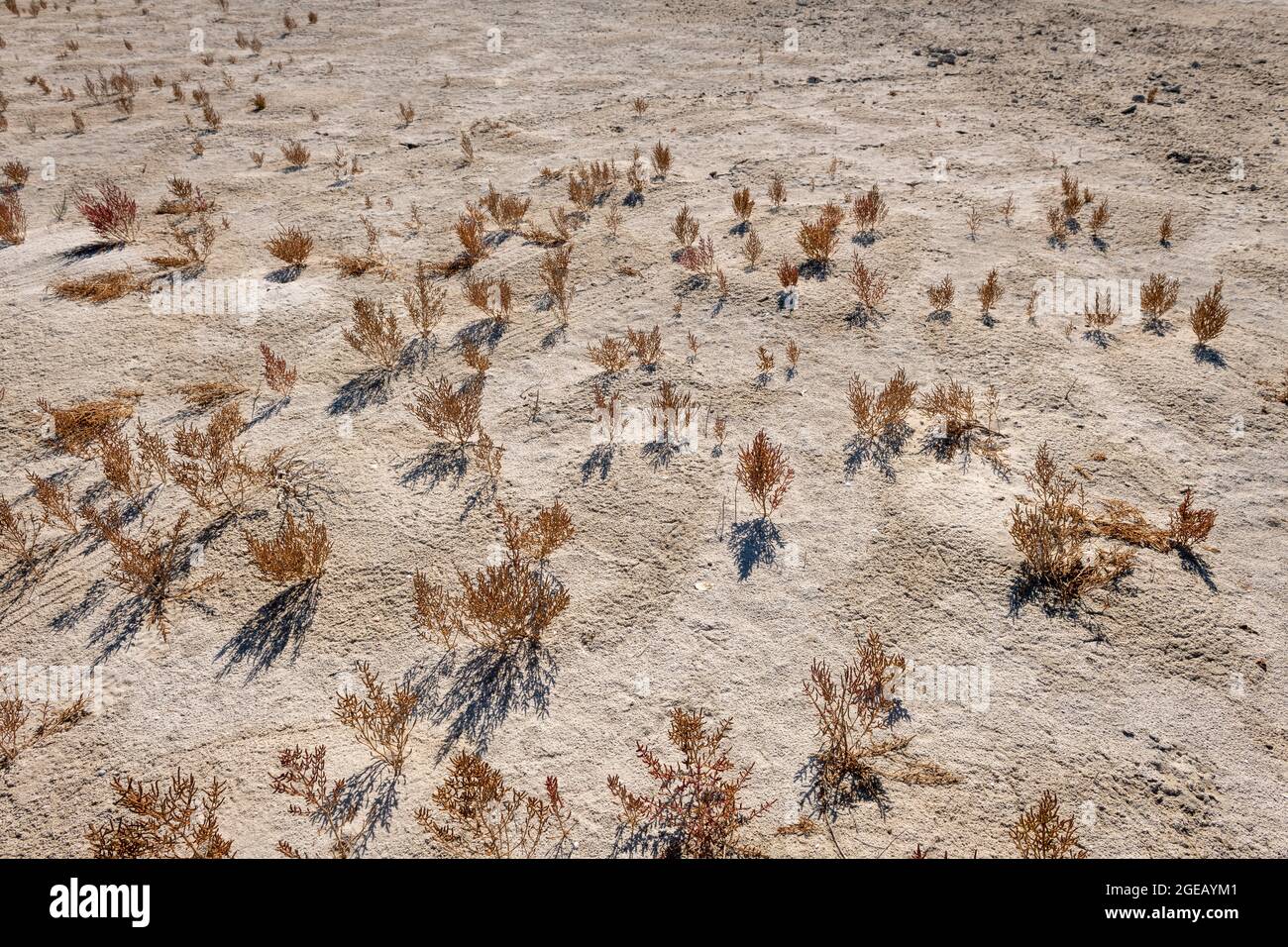 Plantas que mueren o mueren en tierras áridas debido al cambio climático. Foto de stock