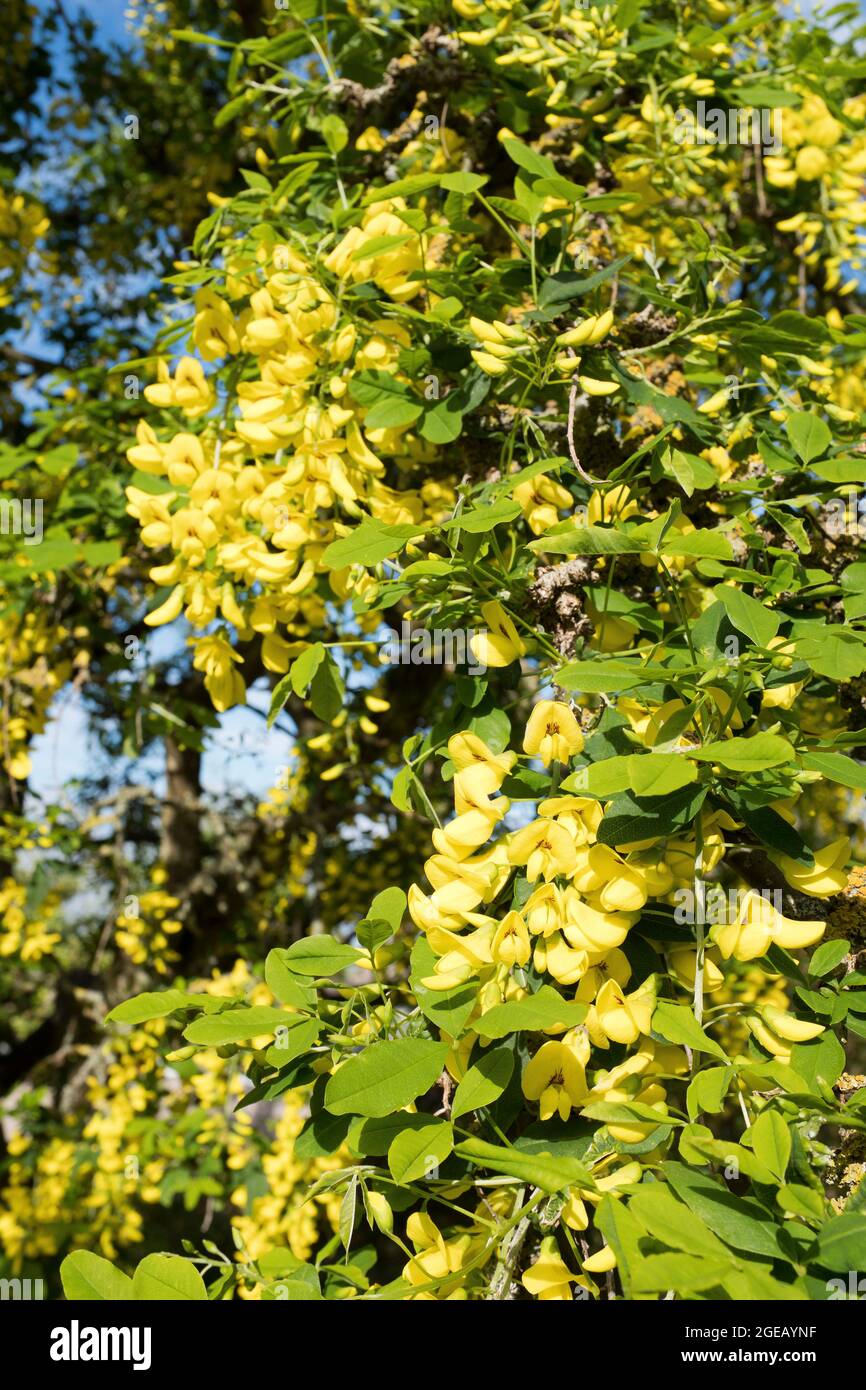 dh Floración amarilla LABURNUM ALPINUM FLORA Mayo Junio Escocia árbol Reino Unido Foto de stock