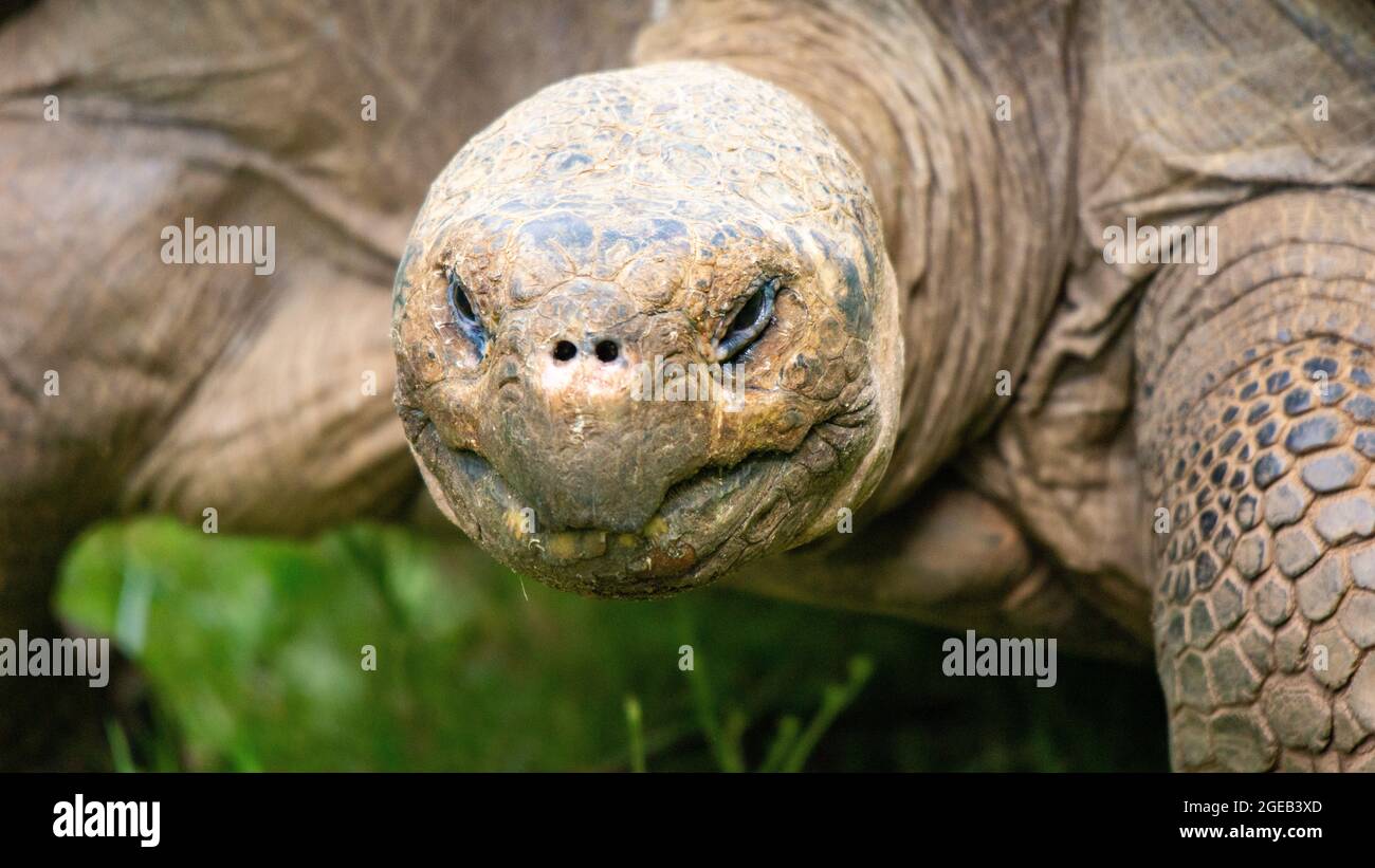 Cara de tortuga gigante Foto de stock