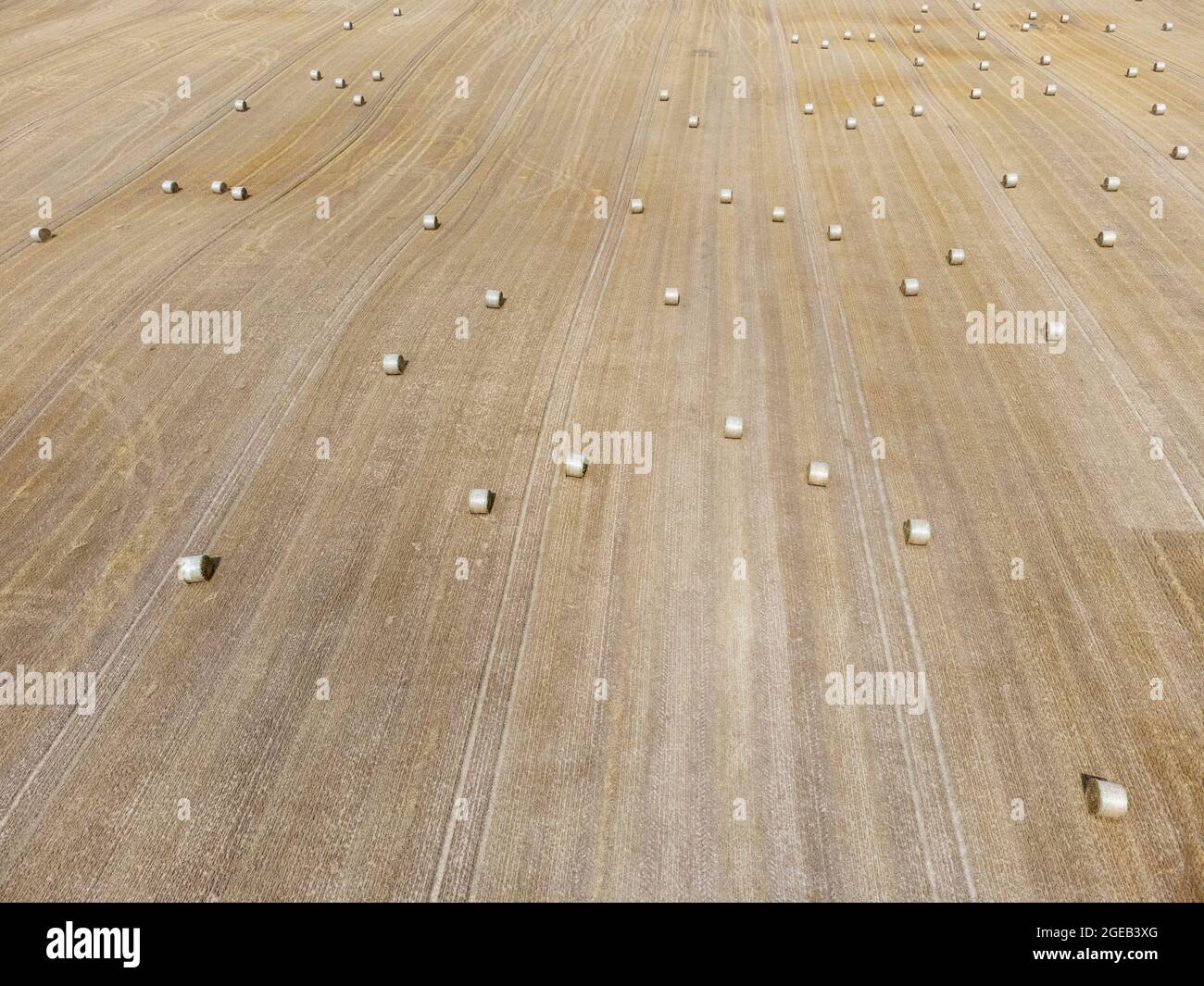 Strahballen auf einem abgeernteten Getreidefeld Foto de stock