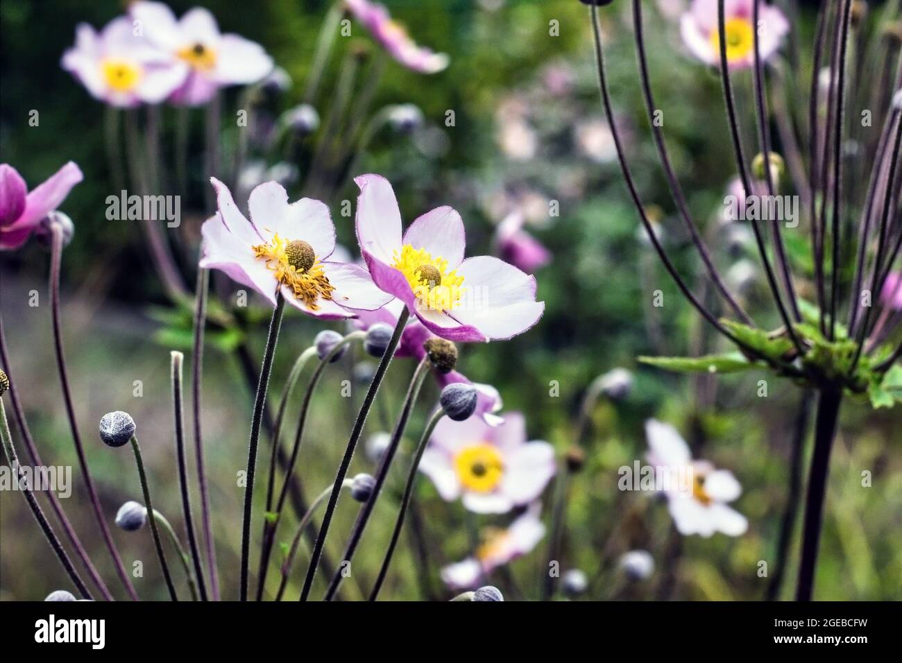 Anémona japonesa Anemone hupehensis flor. Planta de jardín rosa en la  familia Ranunculaceae, alias anémona china, thimbleweed o flor del viento.  Anemo amapola Fotografía de stock - Alamy