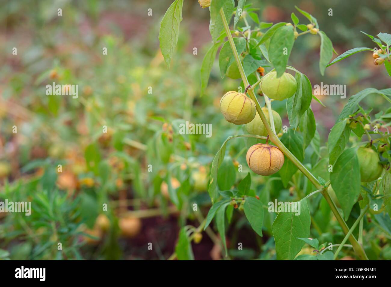 El crecimiento de physalis, physalis verde, physalis en el invernadero, physalis en el jardín. Recolección y crianza de las bayas de oro. Foto de stock