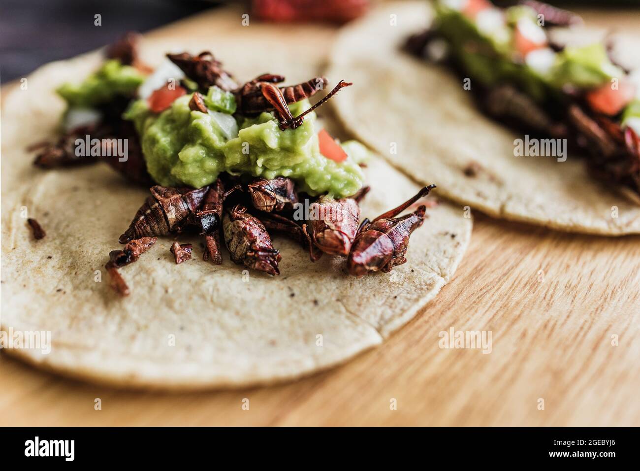 Tacos de chapulines o saltamontes taco tradicional en comida mexicana