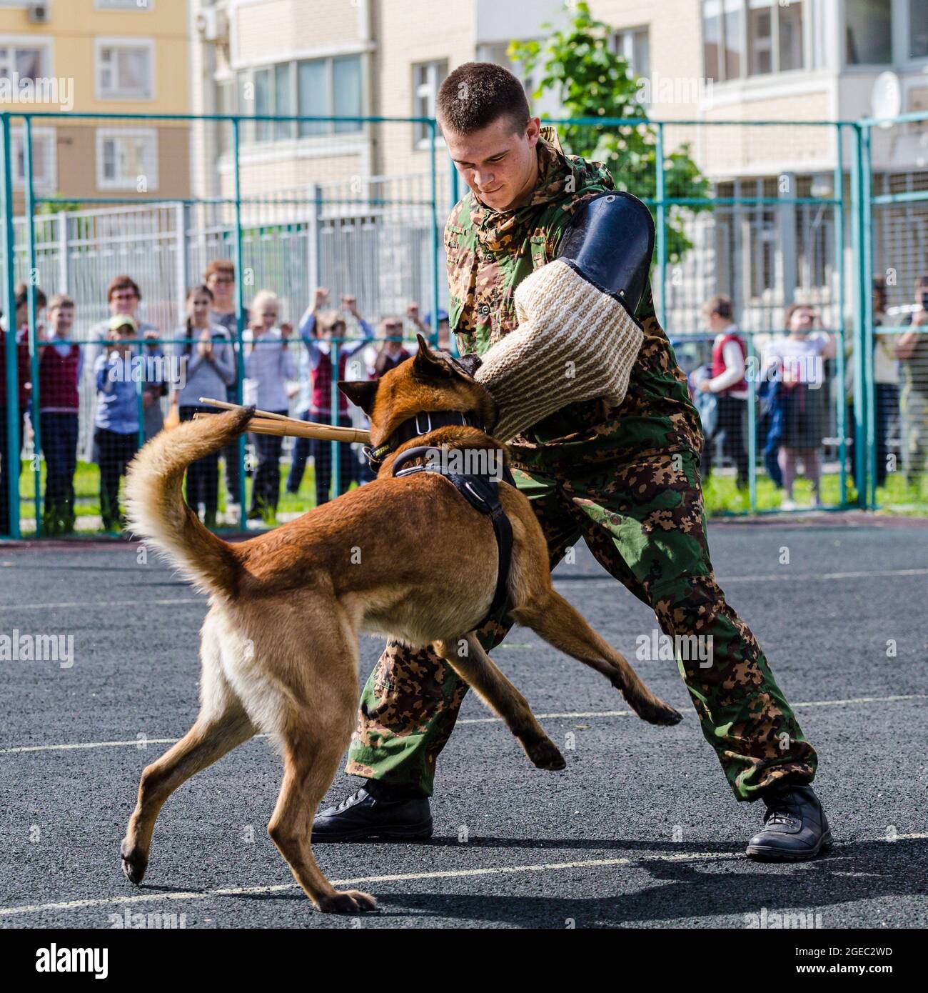 El perro de servicio detiene a un criminal durante la actuación  militar-patriótica para escolares del distrito de Marfino. Se organizó una  serie de actuaciones militares-patrióticas para los escolares de Moscú. Los  reactores