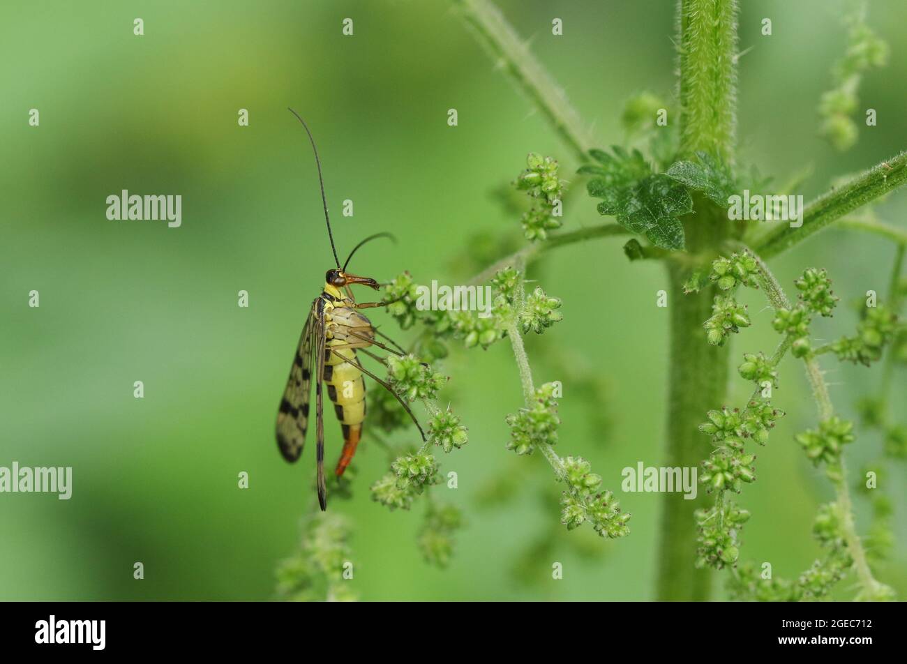 Una hembra cazadora Scorpion Fly, Panorpa communis, persiguiendo en una  planta de ortiga Fotografía de stock - Alamy
