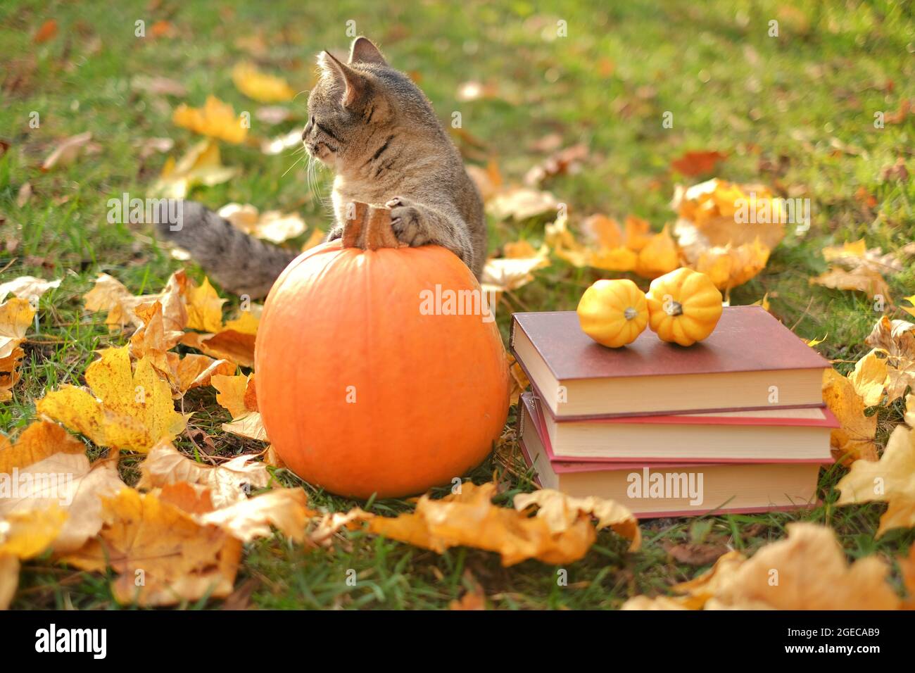 Lectura de otoño. Libros, calabaza y cat.halloween books.Funny tabby kitten con libros y calabaza en un jardín de otoño. Libros sobre autumn.autumn acogedor Foto de stock