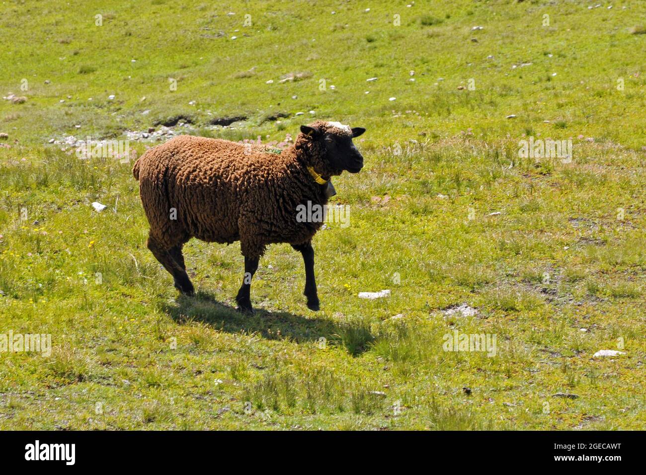 Pecore nei prati lungo il sentiero balconata panoramica dal Col de l'Iseran al rifugio del Carro Foto de stock