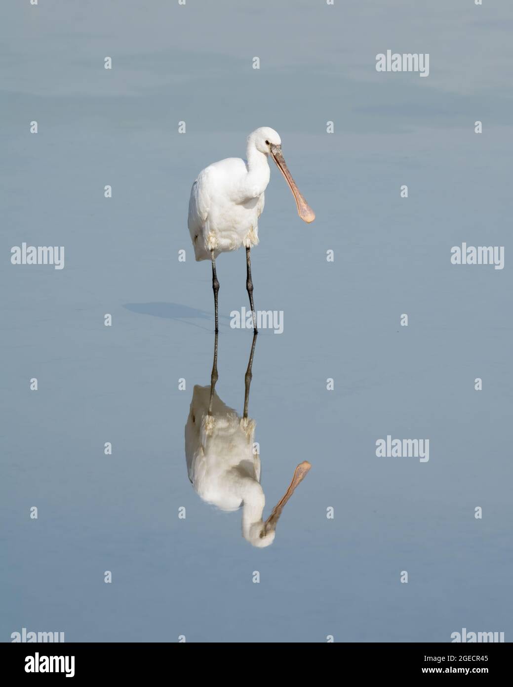 Hermoso y claro reflejo de un pico euroasiático (Platalea leucorodia) en las tranquilas aguas del santuario de fauna de Ras Al Khor en Dubai, Emiratos Árabes Unidos. Foto de stock