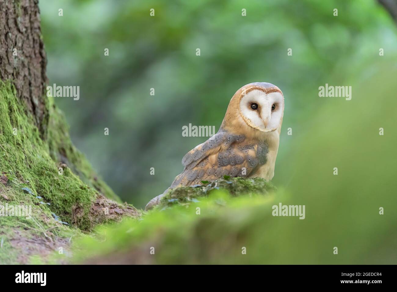 Silent predator Fotos e Imágenes de stock Alamy