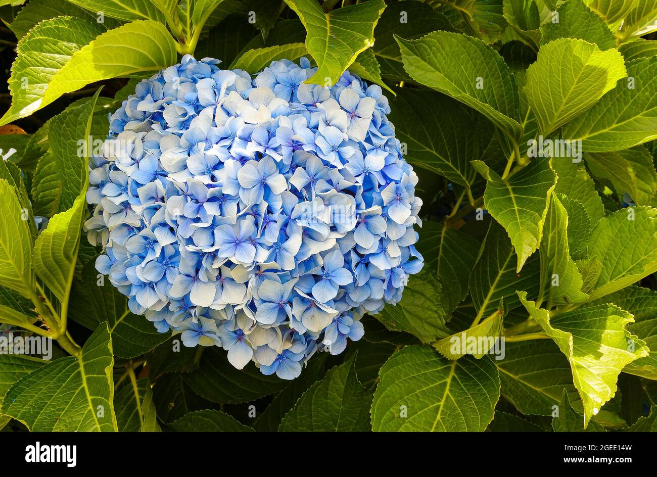 Flor de hortensia azul pálido fotografías e imágenes de alta resolución -  Alamy