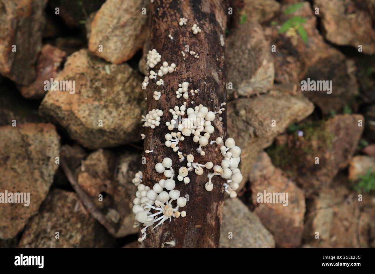 Vista aérea de grupos de pequeños hongos blancos esparcidos en la superficie de un gran tronco de árbol muerto Foto de stock