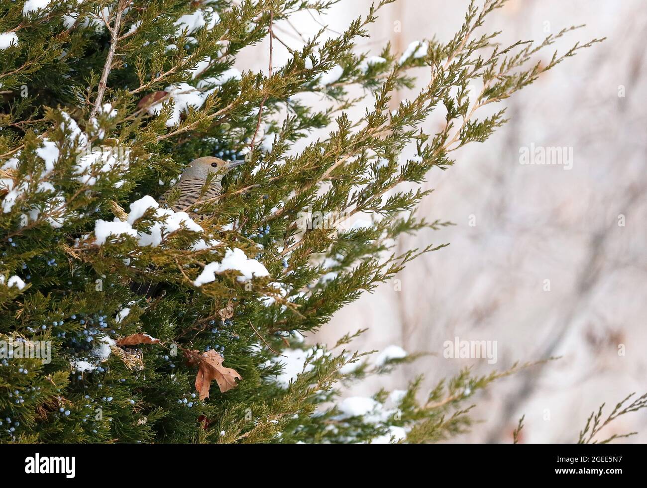 Un Northern Flicker mira hacia una escena invernal mientras está protegido dentro de un Juniper Tree. Foto de stock