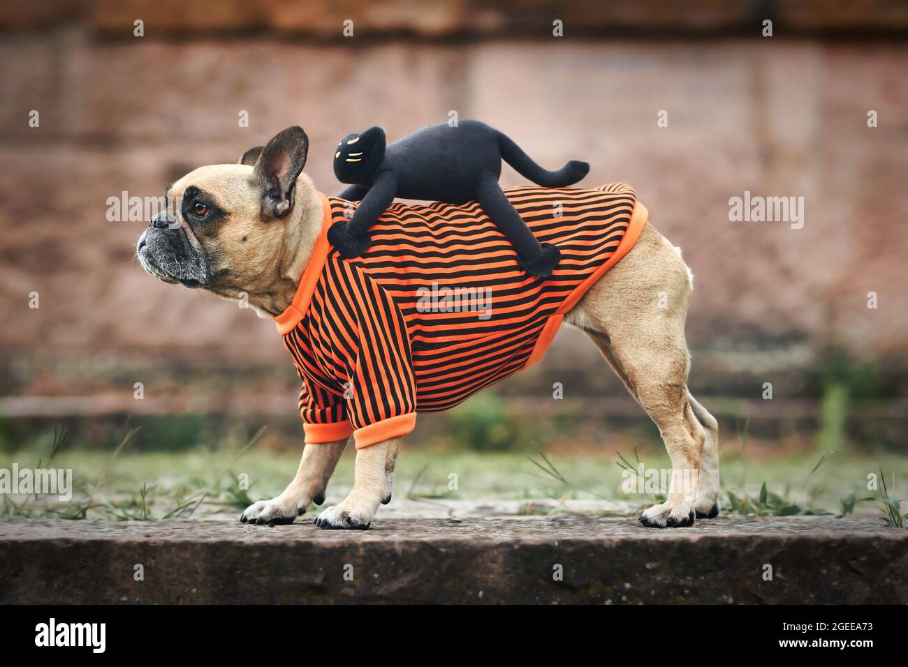 Divertido perro disfraz de Halloween mostrando un Bulldog francés con un  gato espeluznante montado en la espalda Fotografía de stock - Alamy