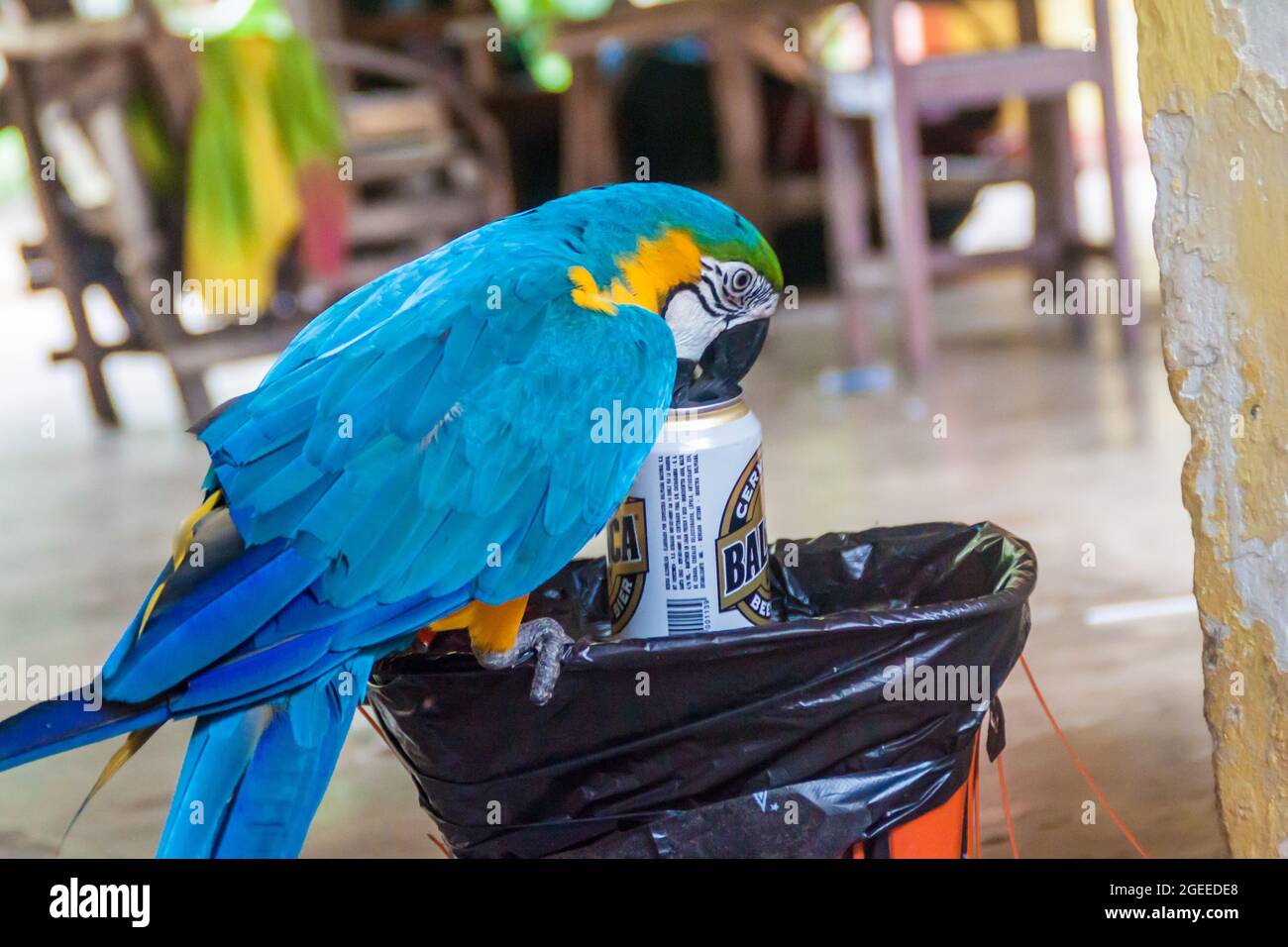 Rurrenabaque Bolivia 2 De Mayo De 15 La Guacamaya Azul Y Amarilla Ara Ararauna Recoge Latas De Cerveza Marca Baltica Del Cubo De Basura Y Bebe Los Restos Fotografia De Stock Alamy