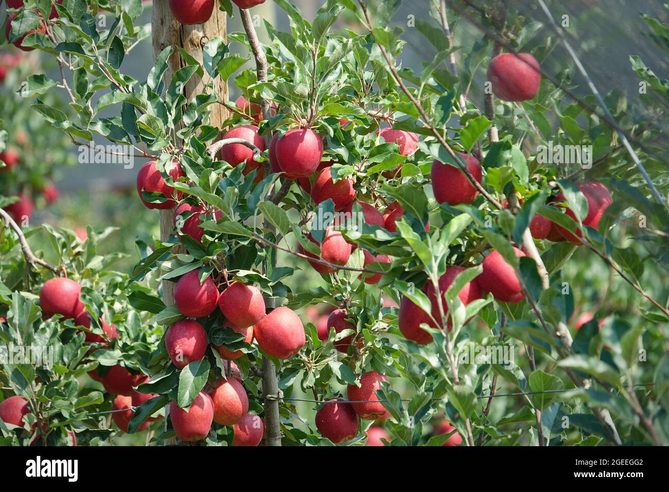 Las manzanas orgánicas colgando de una rama de un árbol en un huerto de